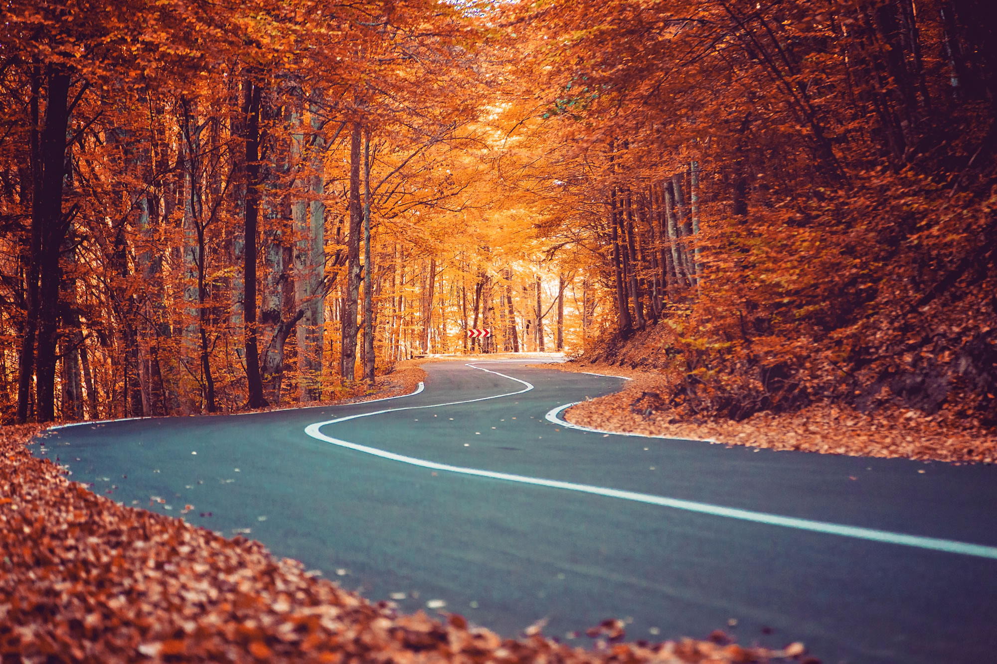 road-sense-in-autumn