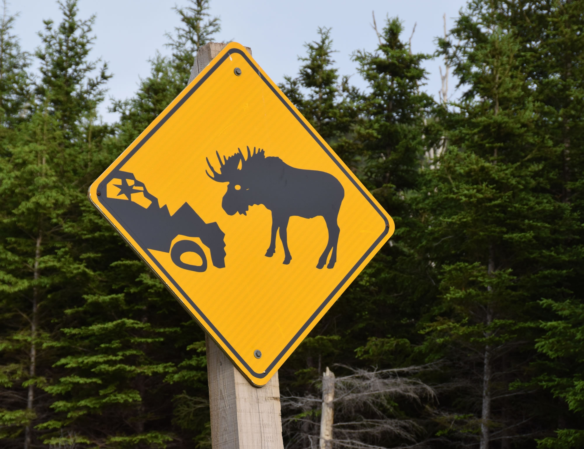 watch-out-for-moose