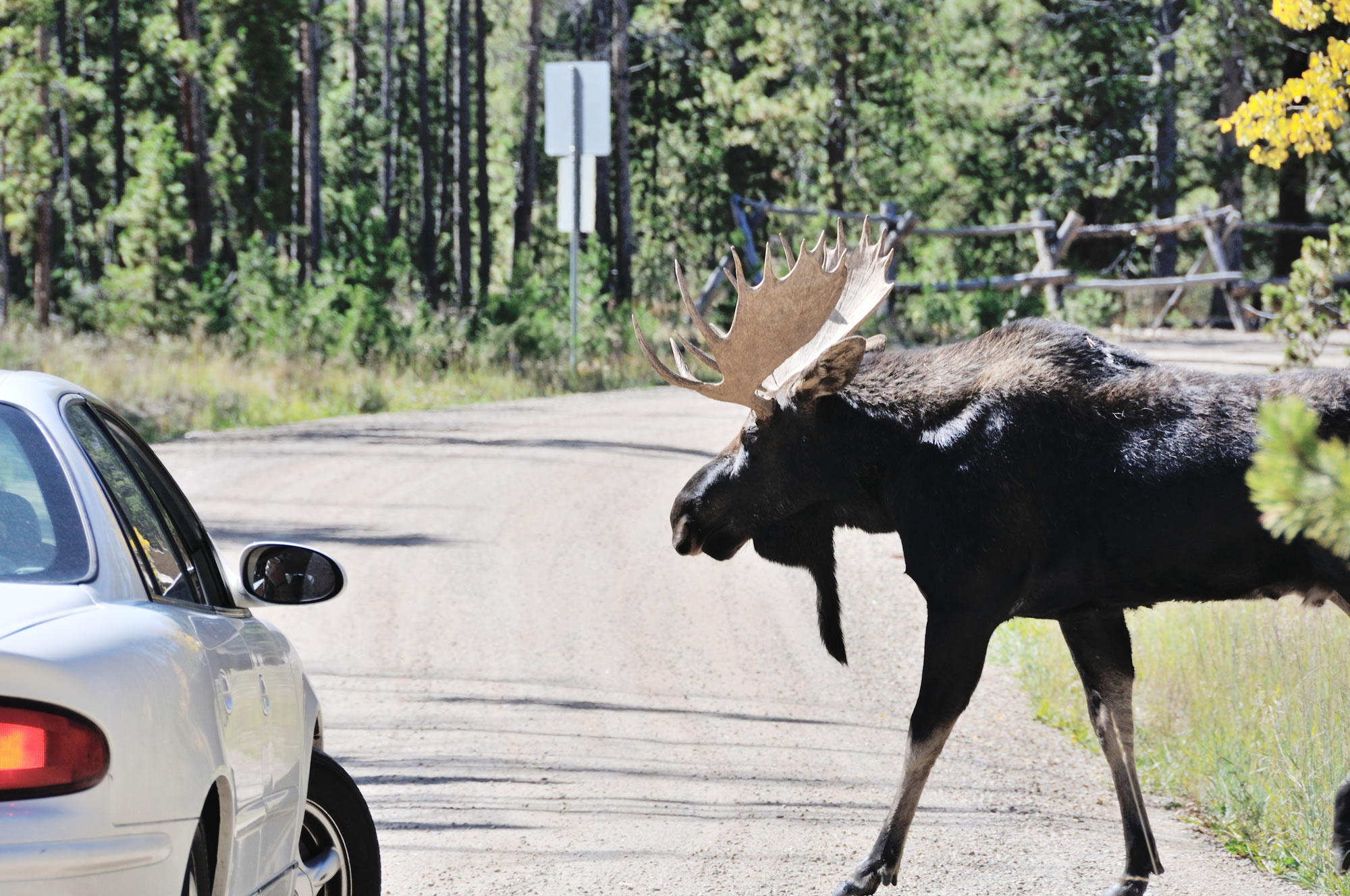 avoid-hitting-moose